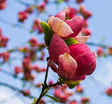 Diaspora Way Testimonials blossom