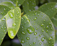 Diaspora Way Testimonials leaf